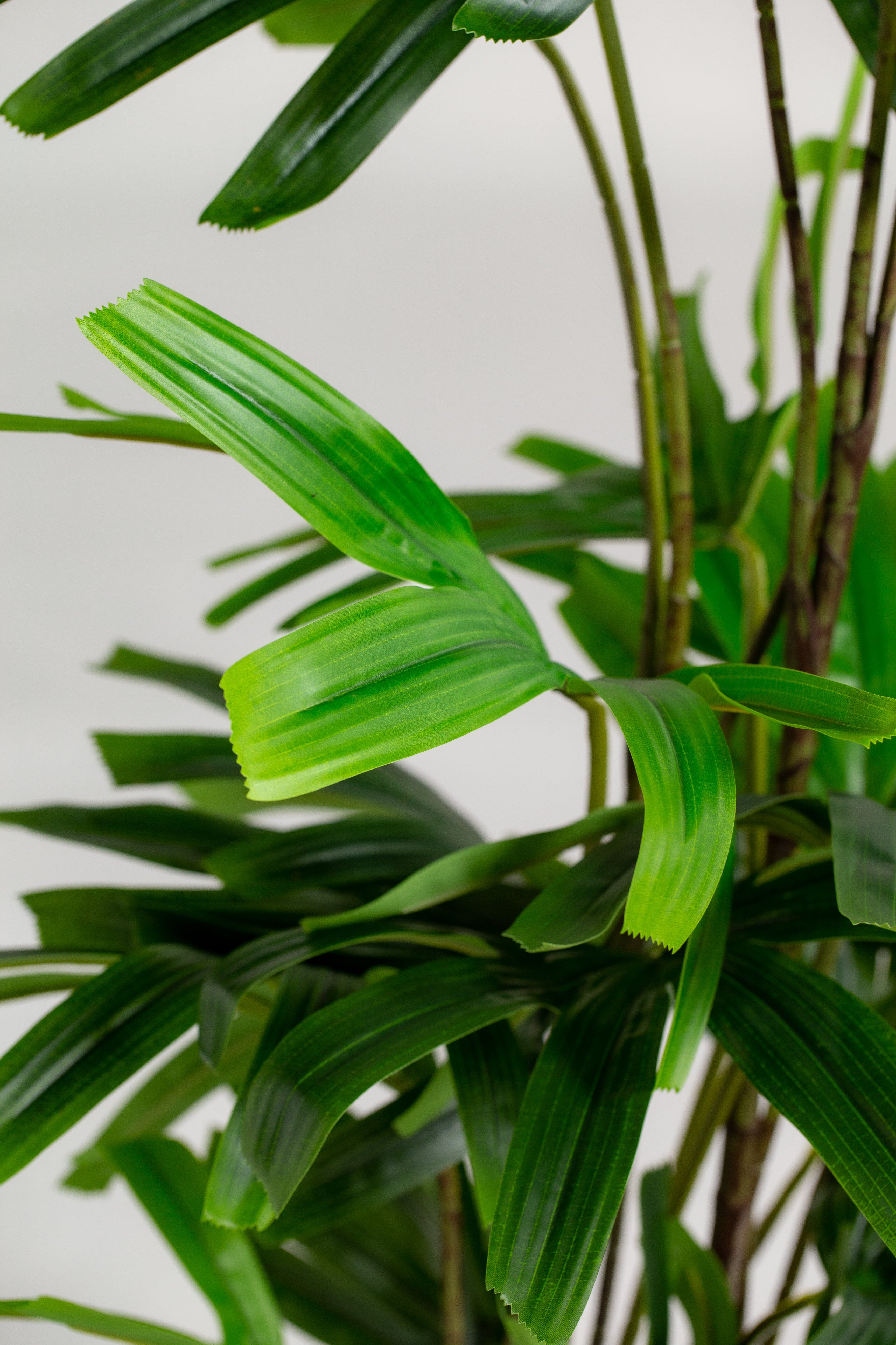 Broadleaf lady palmificial Plant (Pot not included) Homekode