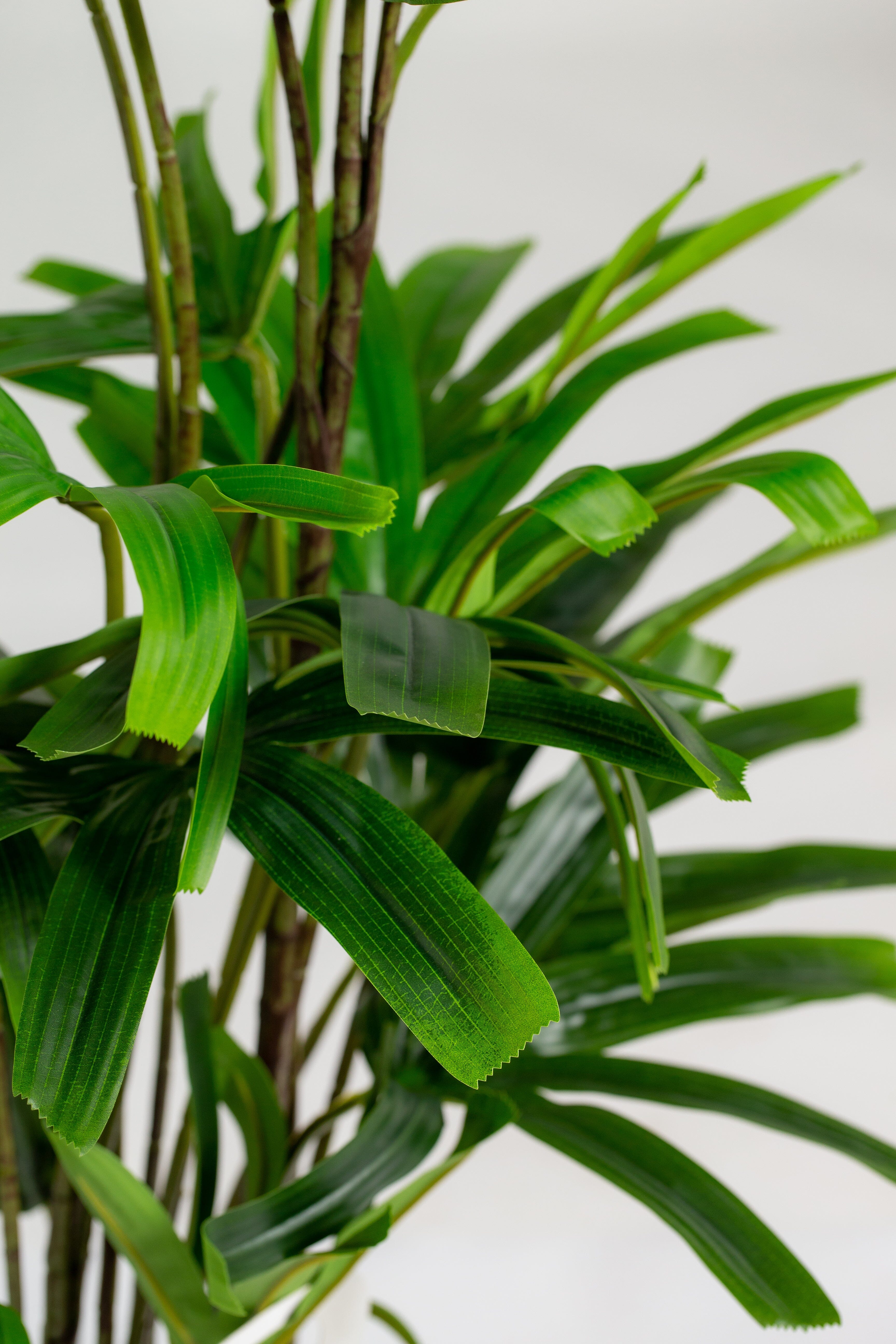 Broadleaf lady palmificial Plant (Pot not included) Homekode