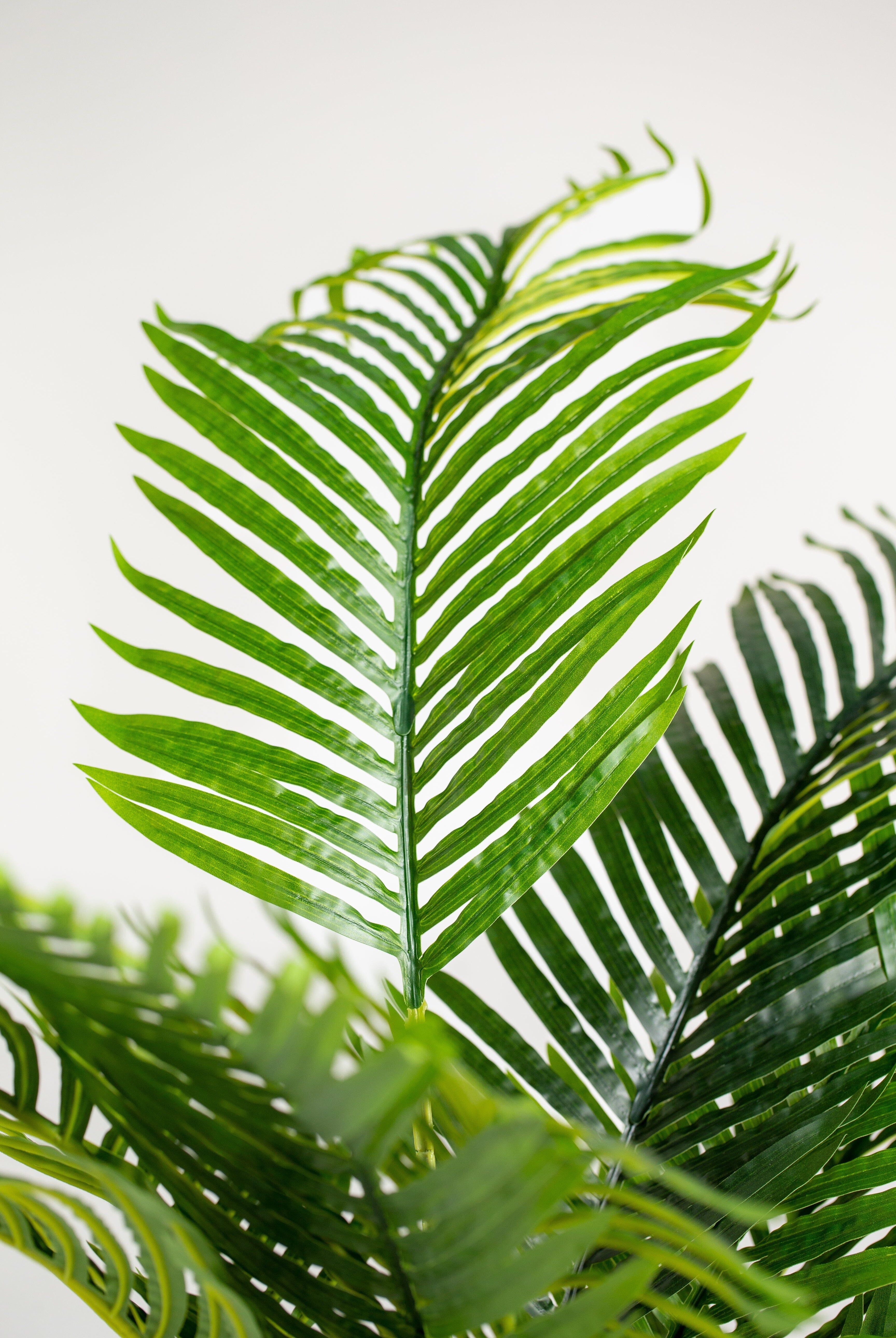 Areca Palmificial Plant (Pot not included) Homekode