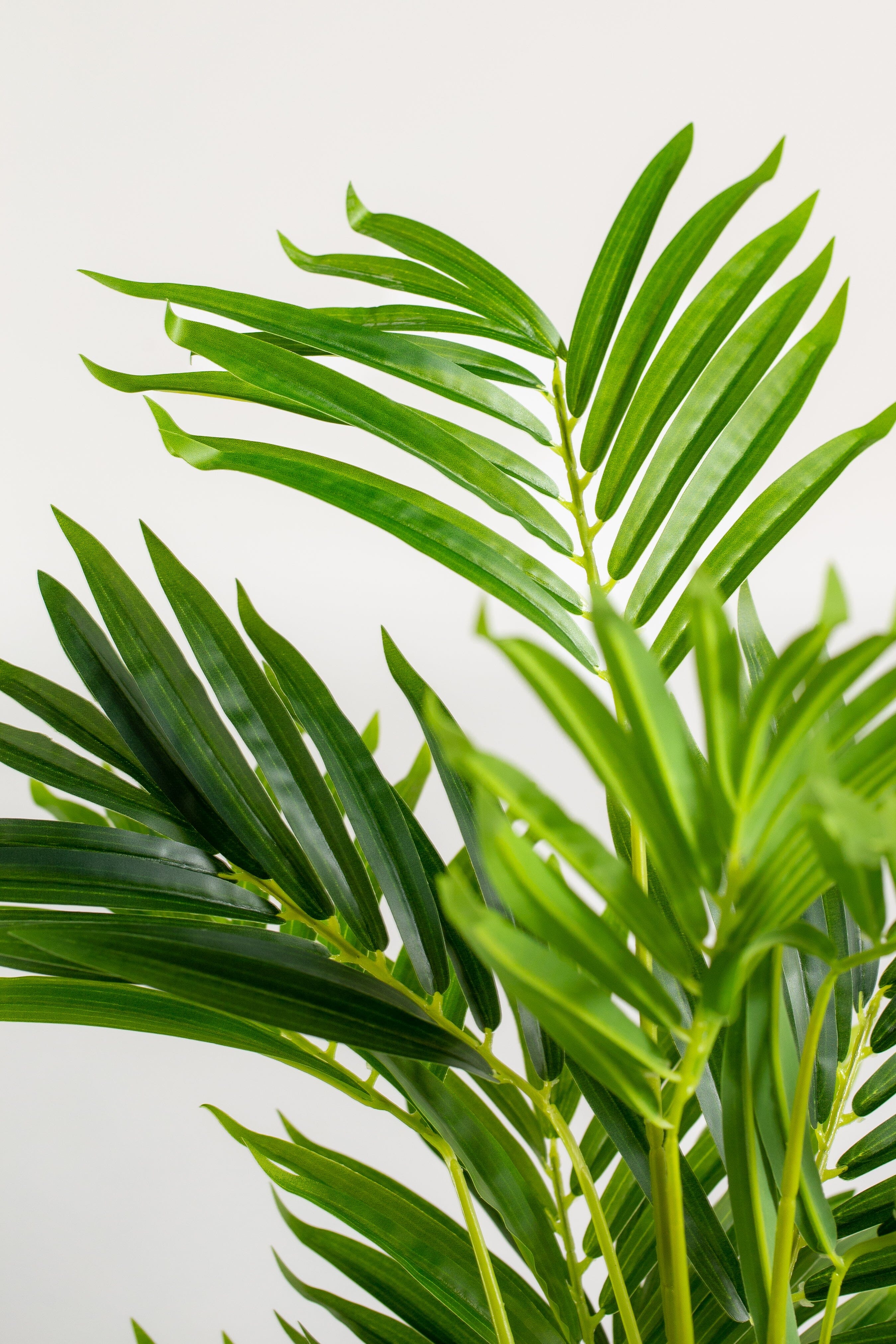 Areca Palmificial Plant (Pot not included) Homekode