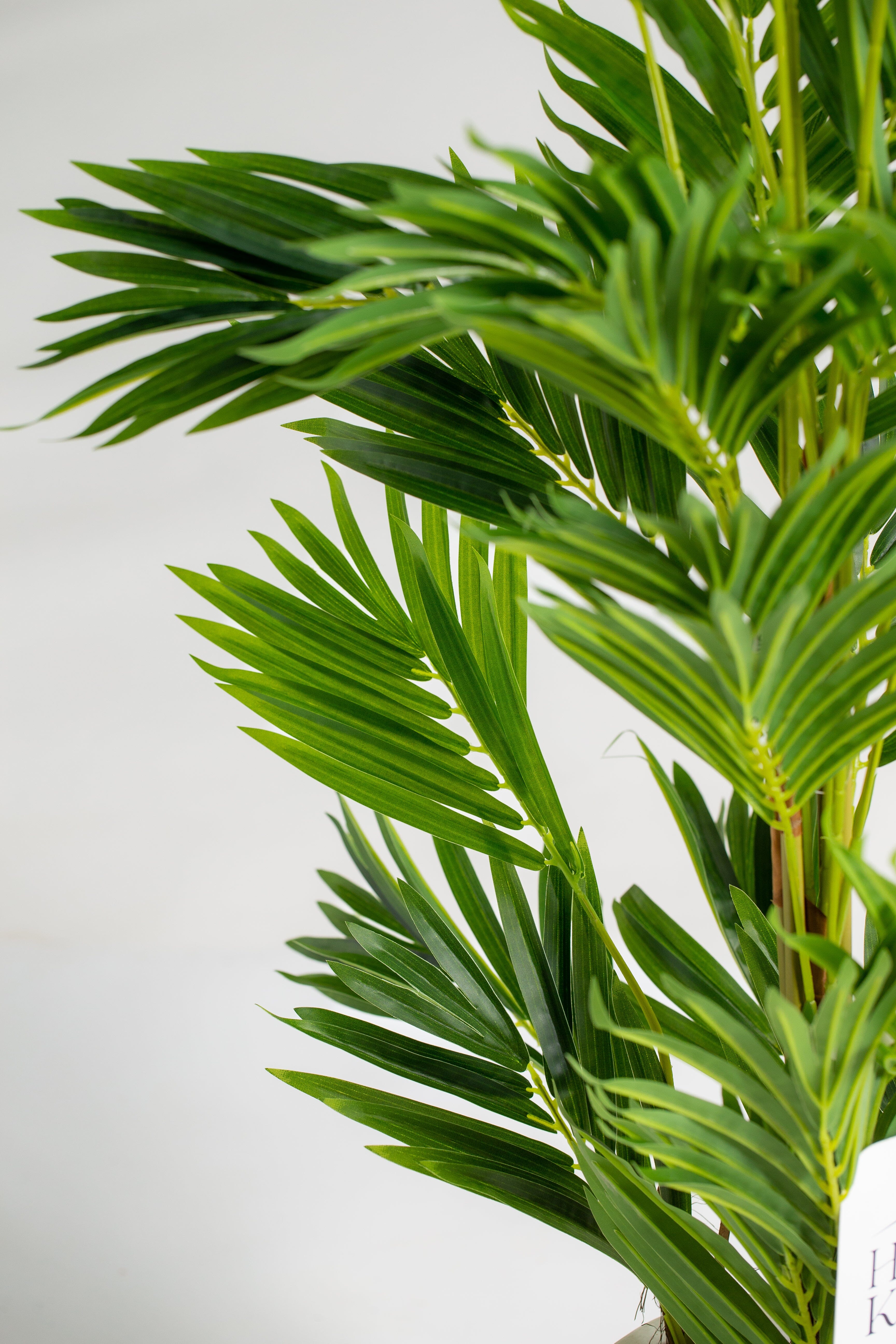 Areca Palmificial Plant (Pot not included) Homekode