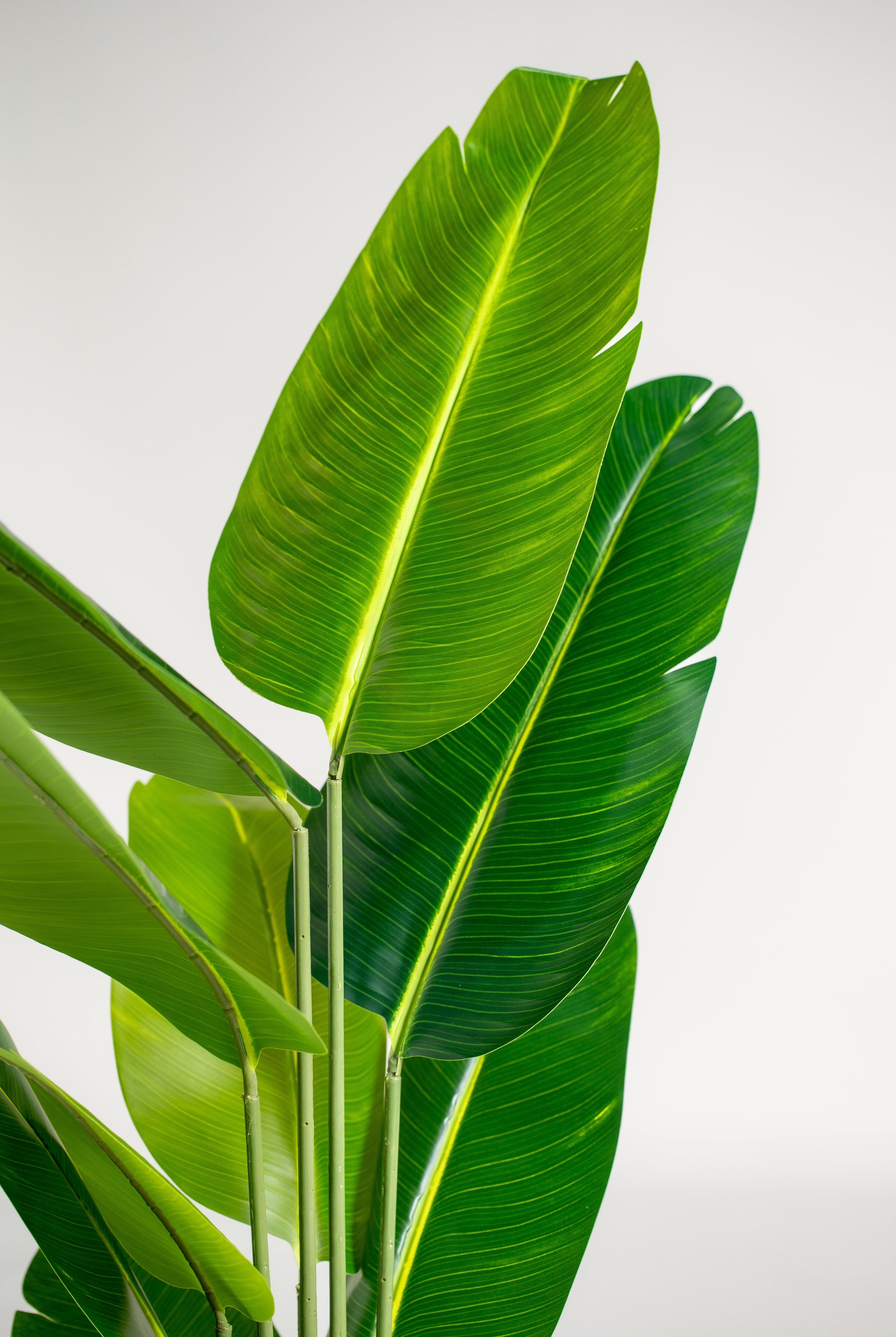 Strelitzia Nicolaiificial Plant (Pot not included) Homekode