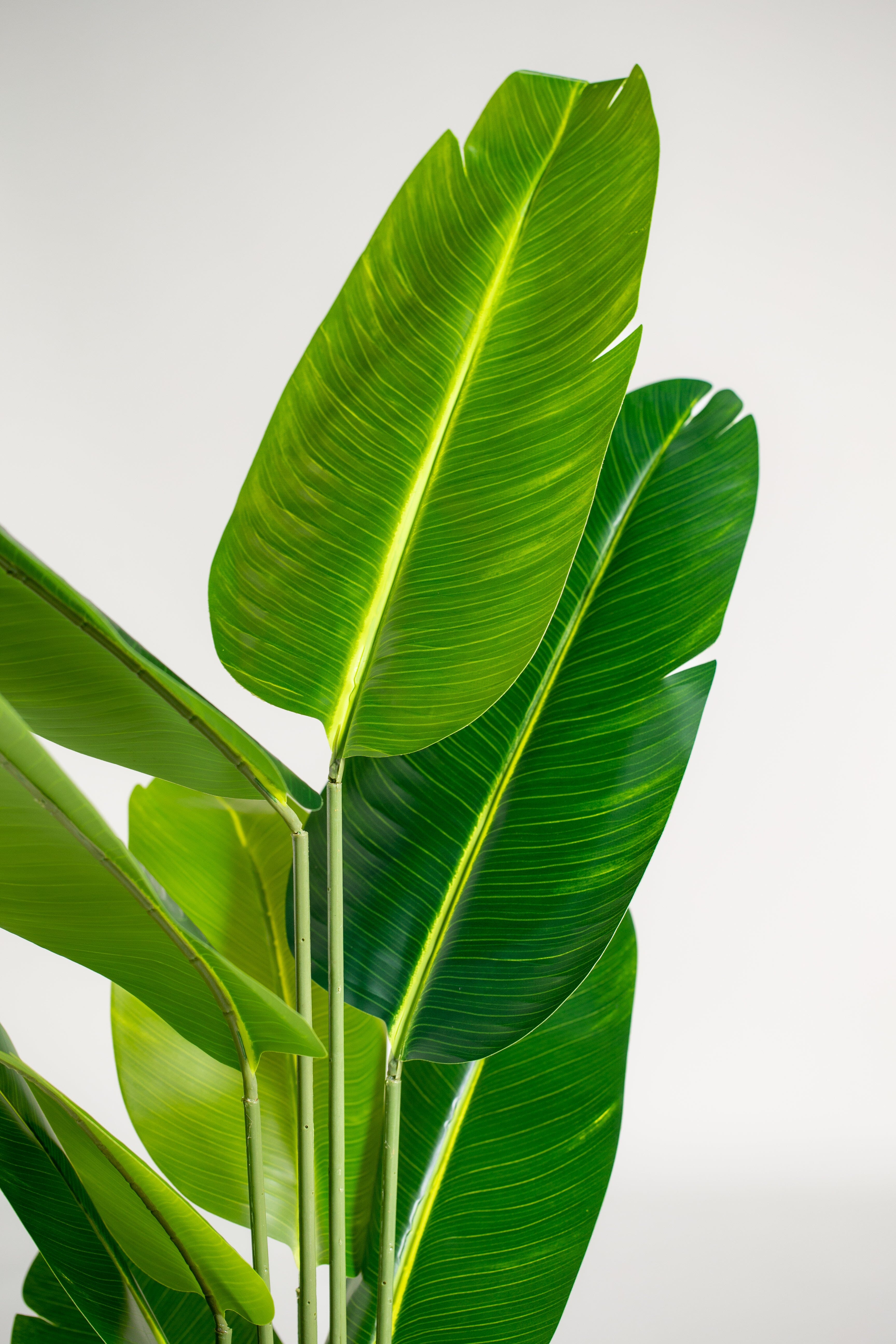 Strelitzia Nicolaiificial Plant (Pot not included) Homekode