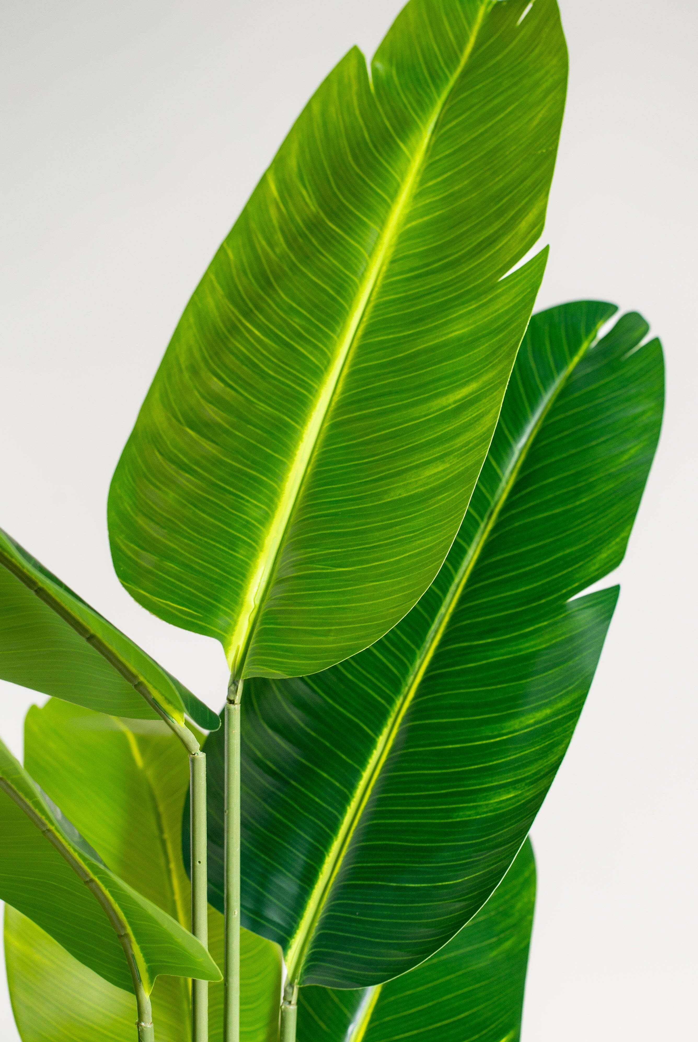 Strelitzia Nicolaiificial Plant (Pot not included) Homekode