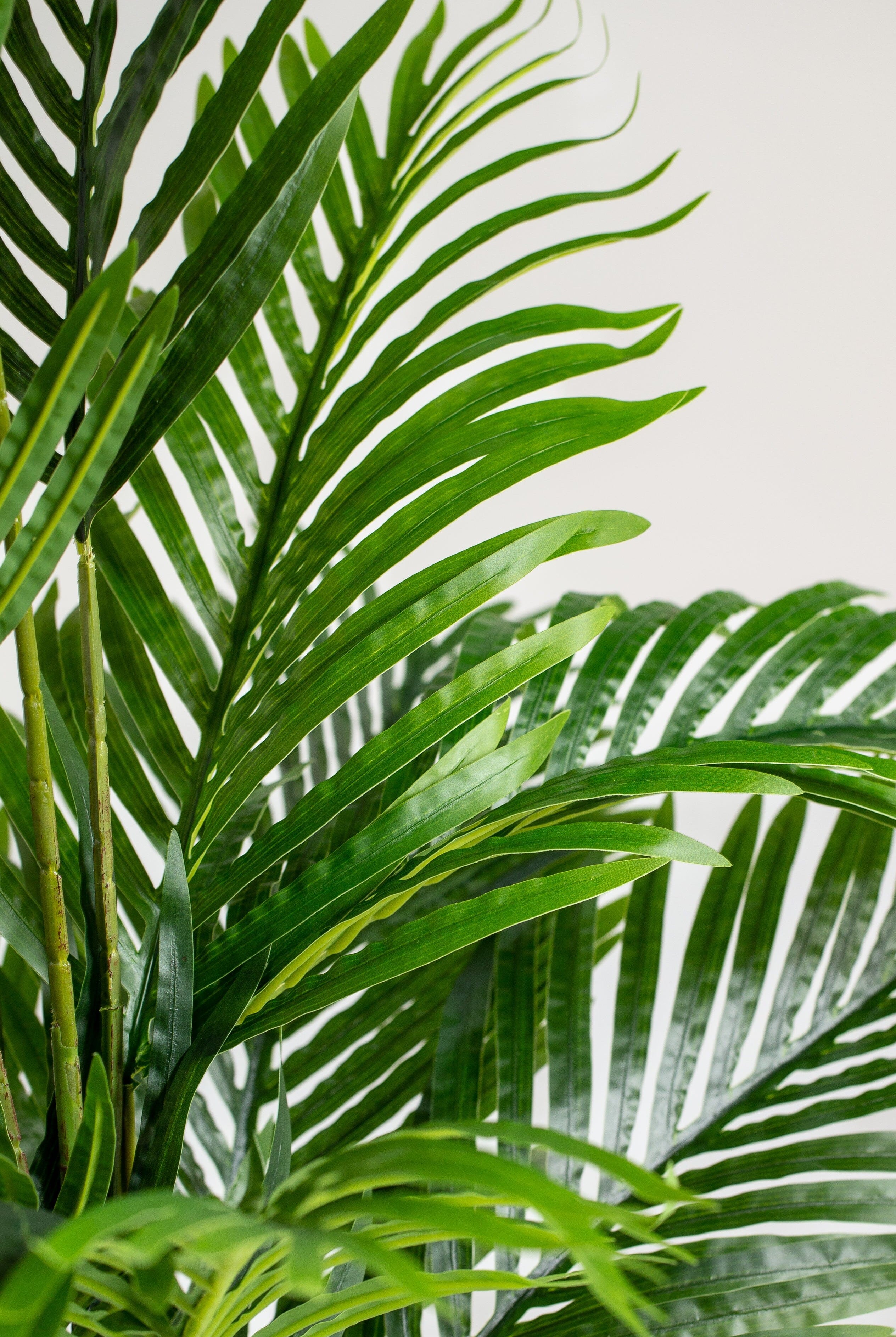 Areca Palmificial Plant (Pot not included) Homekode