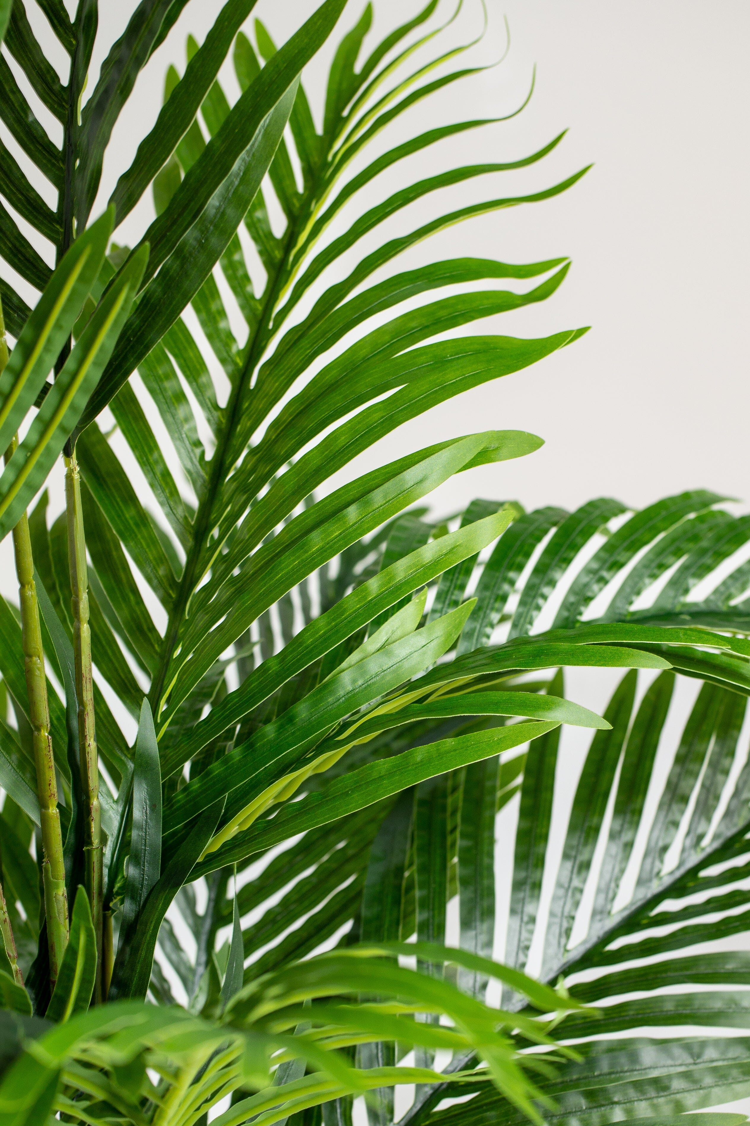 Areca Palmificial Plant (Pot not included) Homekode