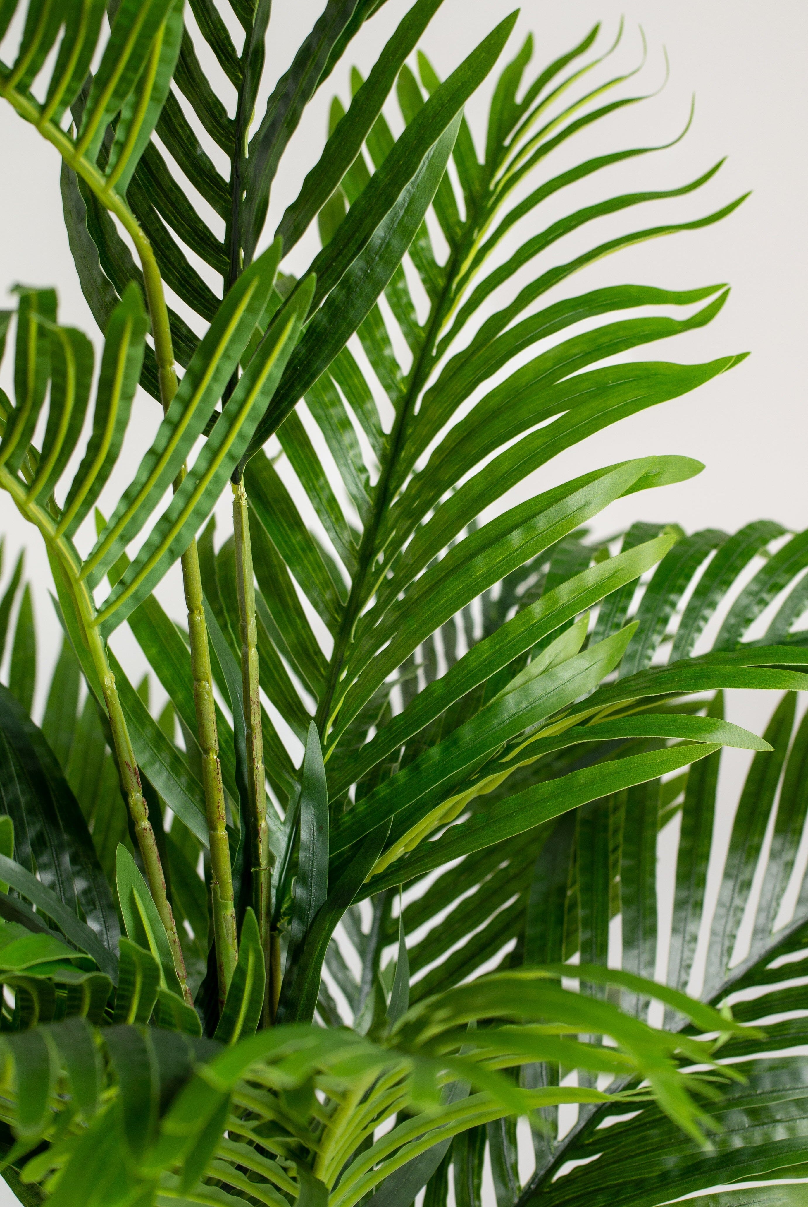 Areca Palmificial Plant (Pot not included) Homekode