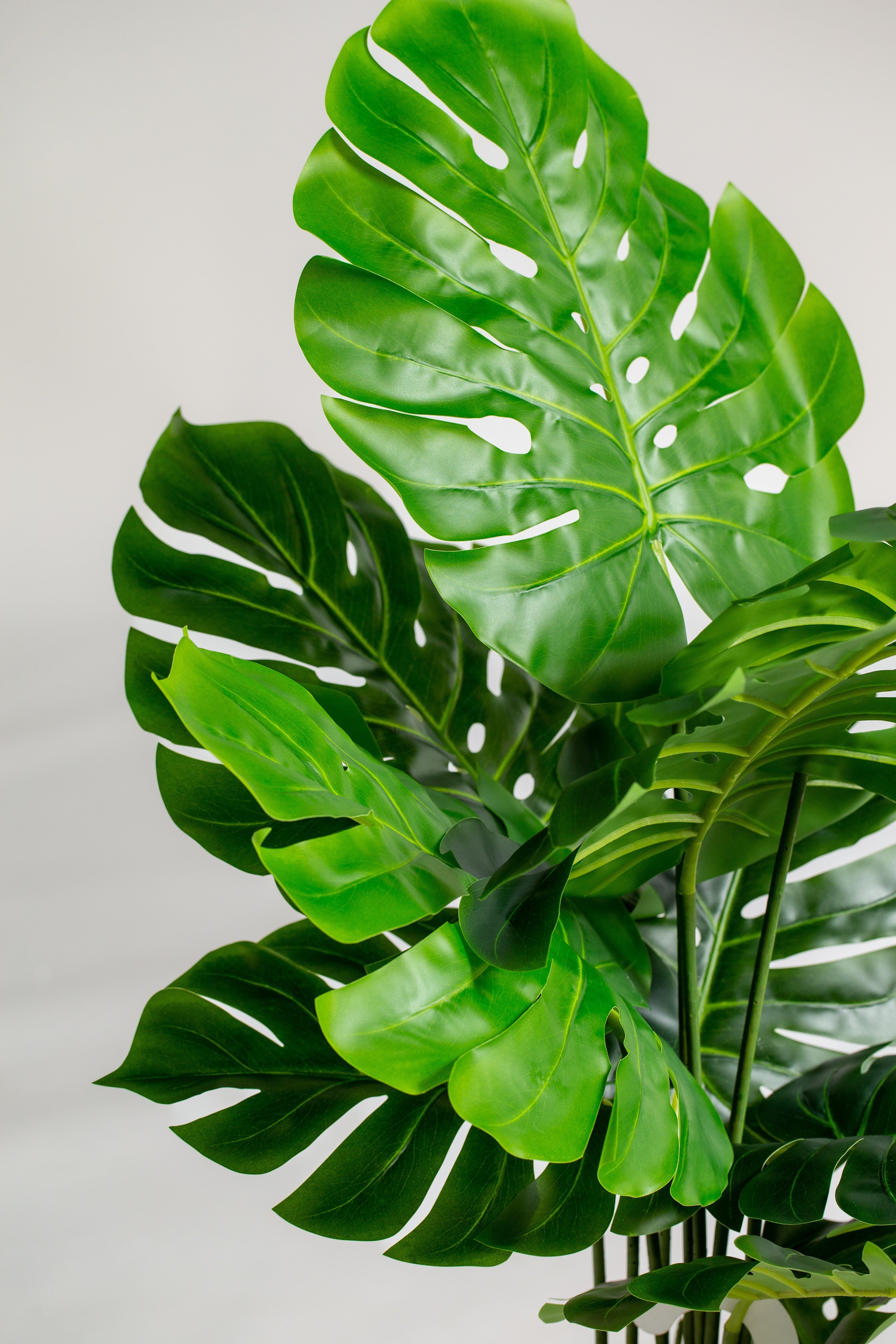 Swiss Cheeseificial Plant (Pot not included) Homekode