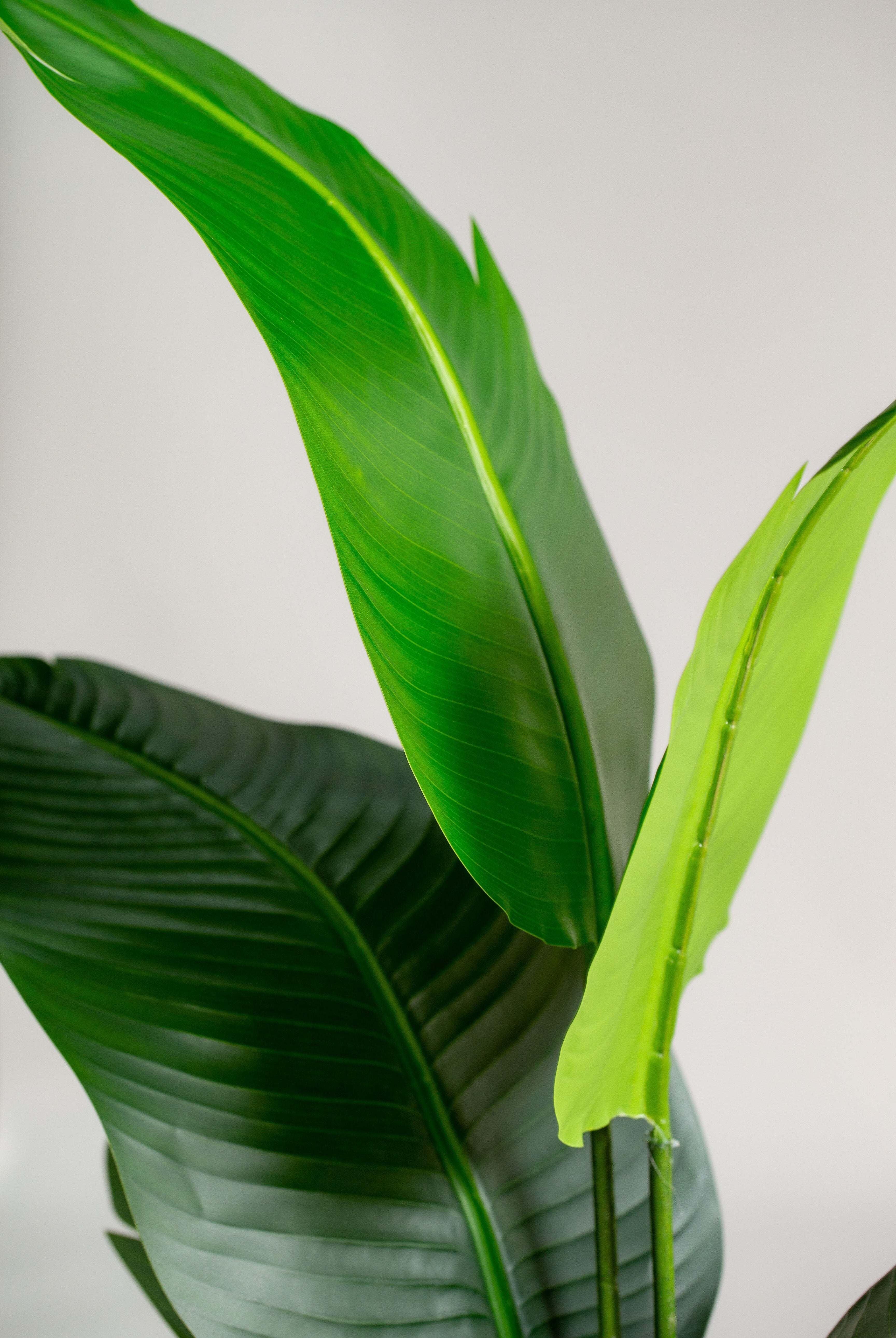 Strelitzia nicolaiificial Plant (Pot not included) Homekode