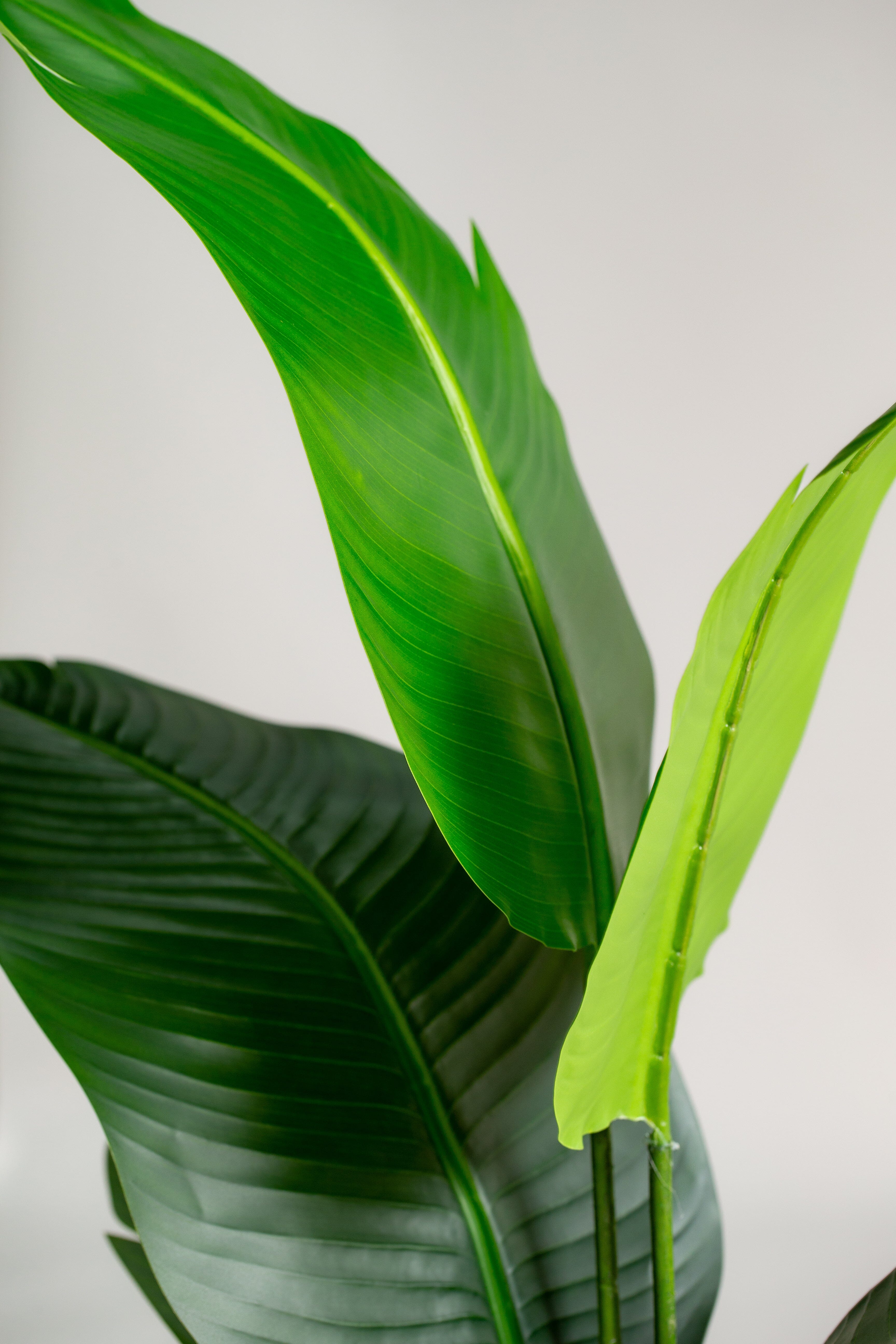 Strelitzia nicolaiificial Plant (Pot not included) Homekode