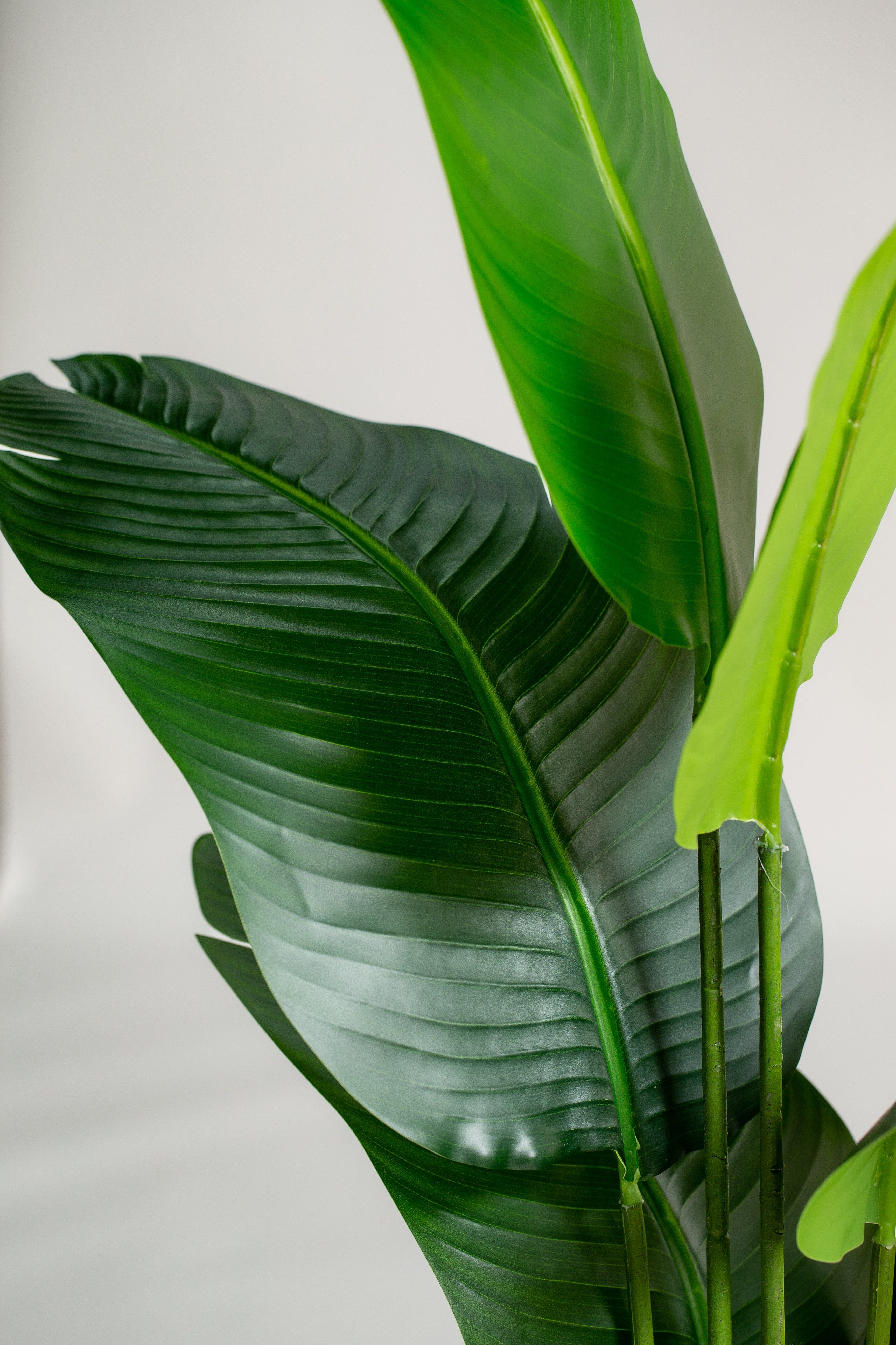 Strelitzia nicolaiificial Plant (Pot not included) Homekode