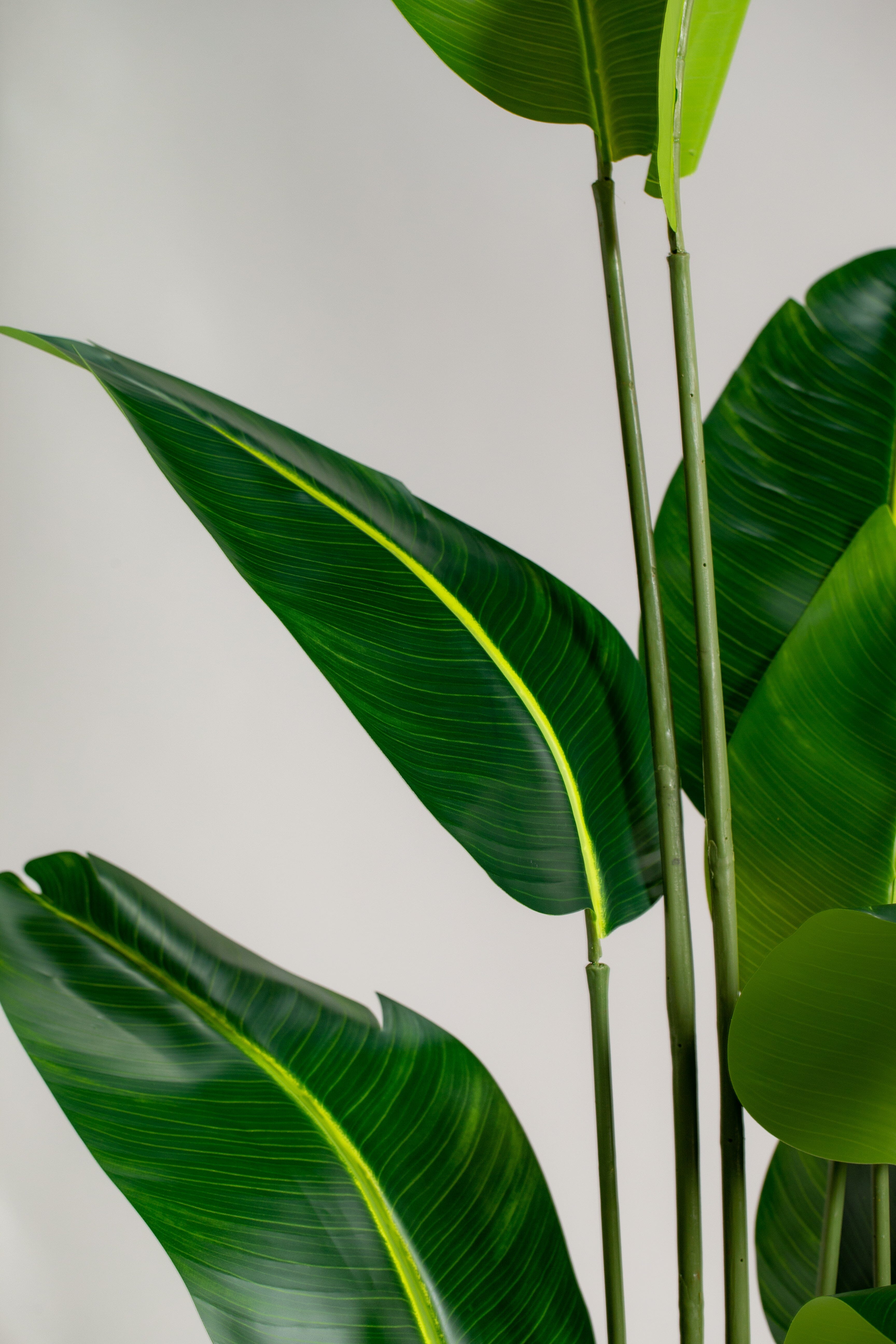 Strelitzia Reginaeificial Plant (Pot not included) Homekode