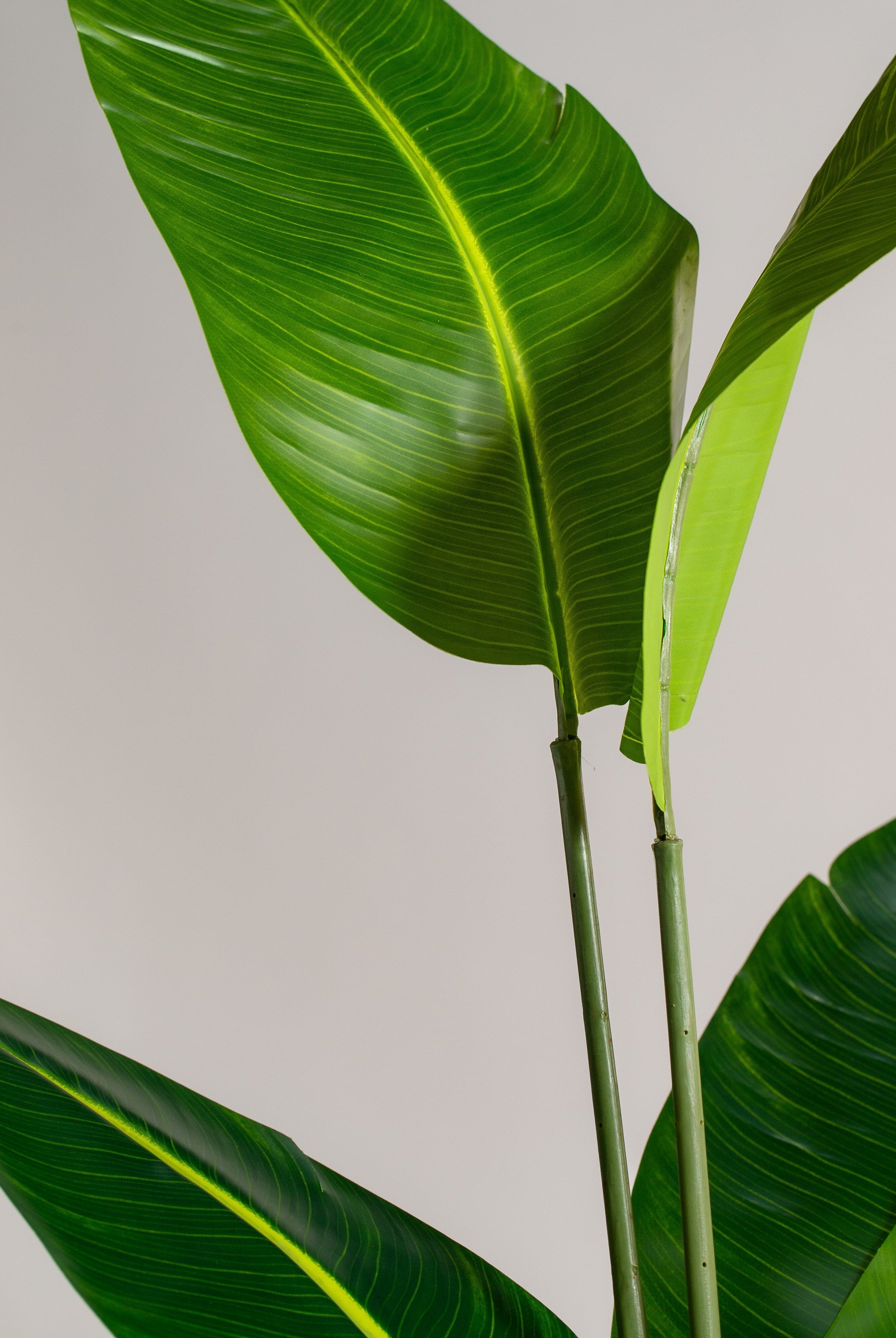 Strelitzia Reginaeificial Plant (Pot not included) Homekode