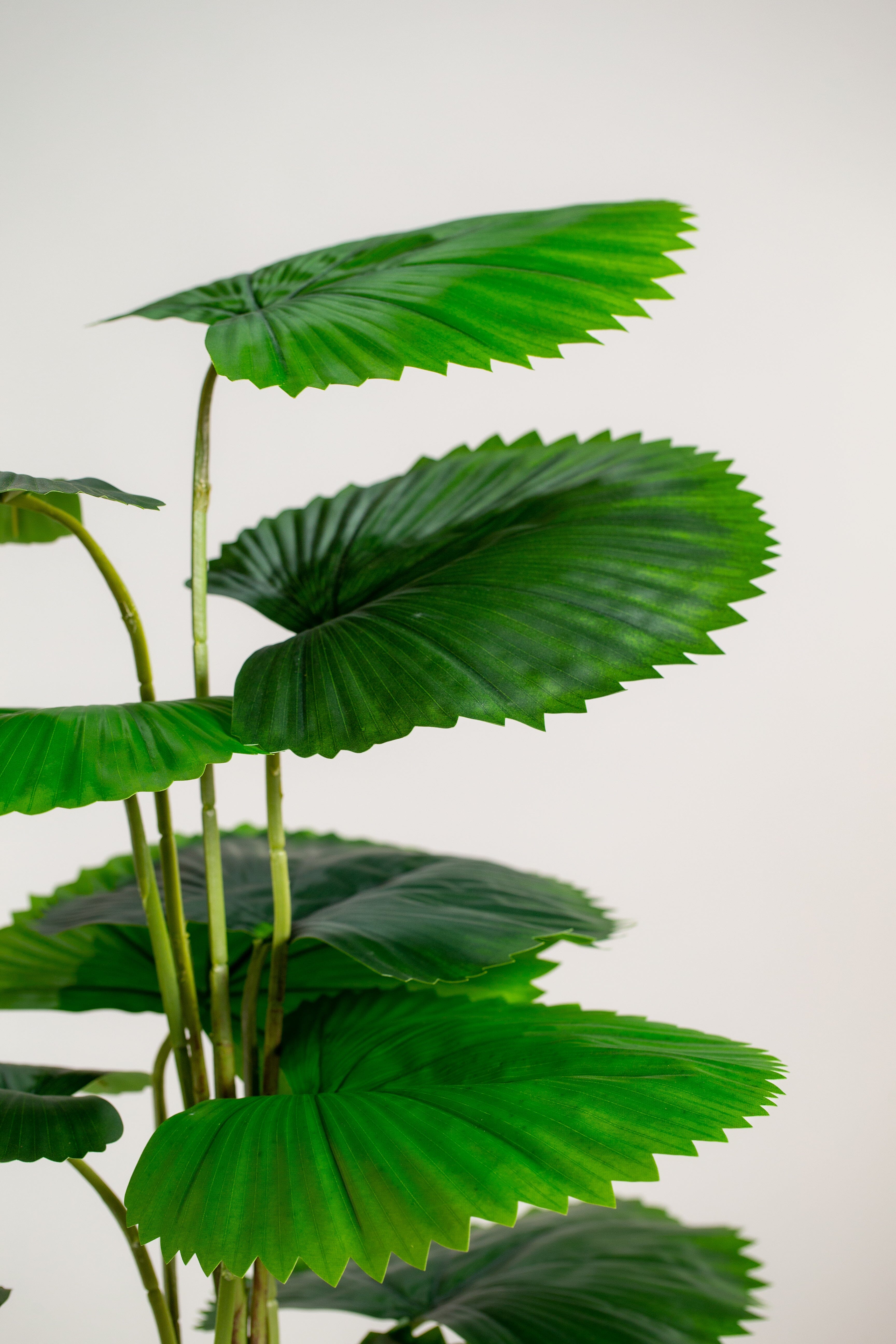 Licuala Orbicularisificial Plant (Pot not included) Homekode