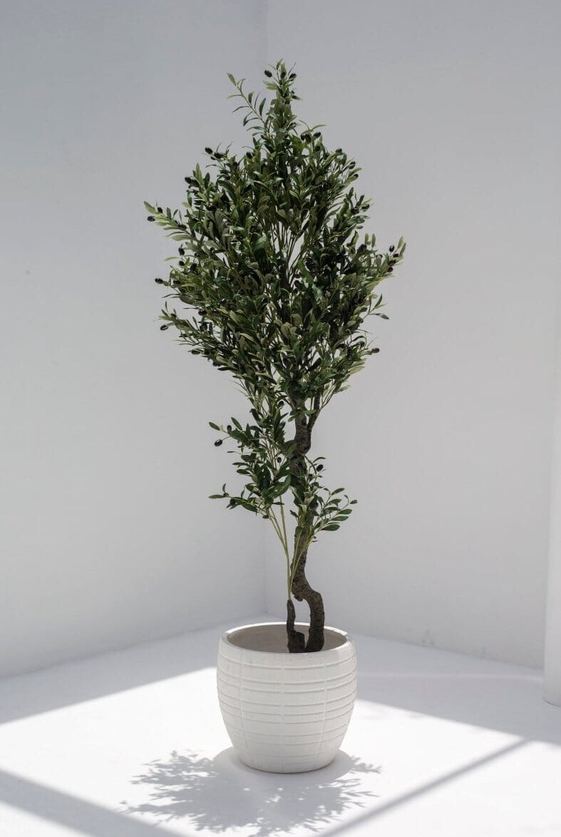 Olive Tree with olivesificial Plant (Pot not included)