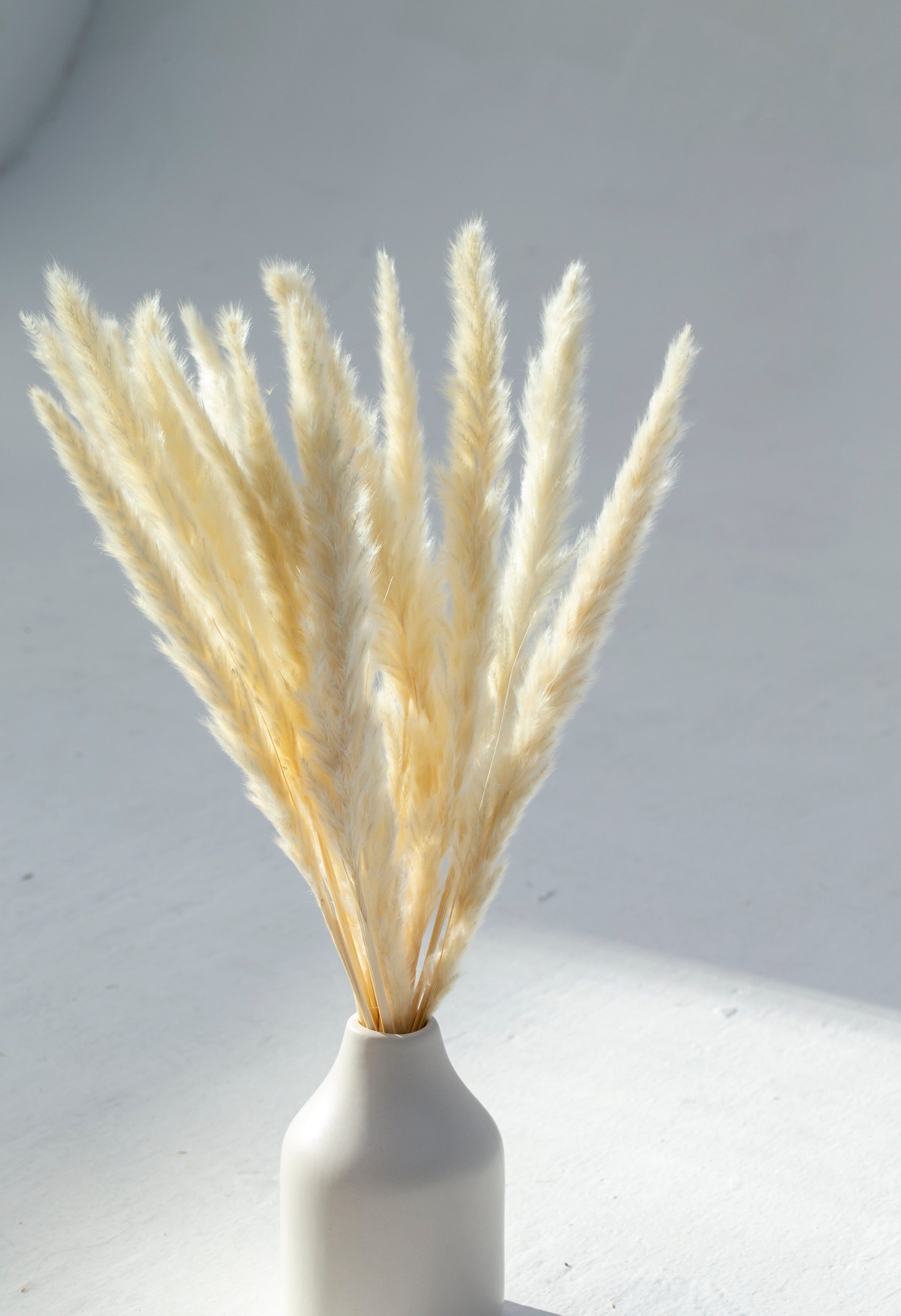 Dried Flower Off White Pampas (10 stems)