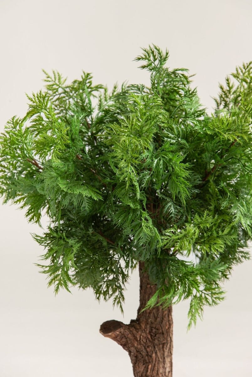 Chamaecyparis Obtusaificial Plant