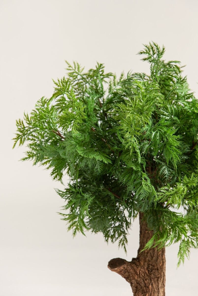 Chamaecyparis Obtusaificial Plant