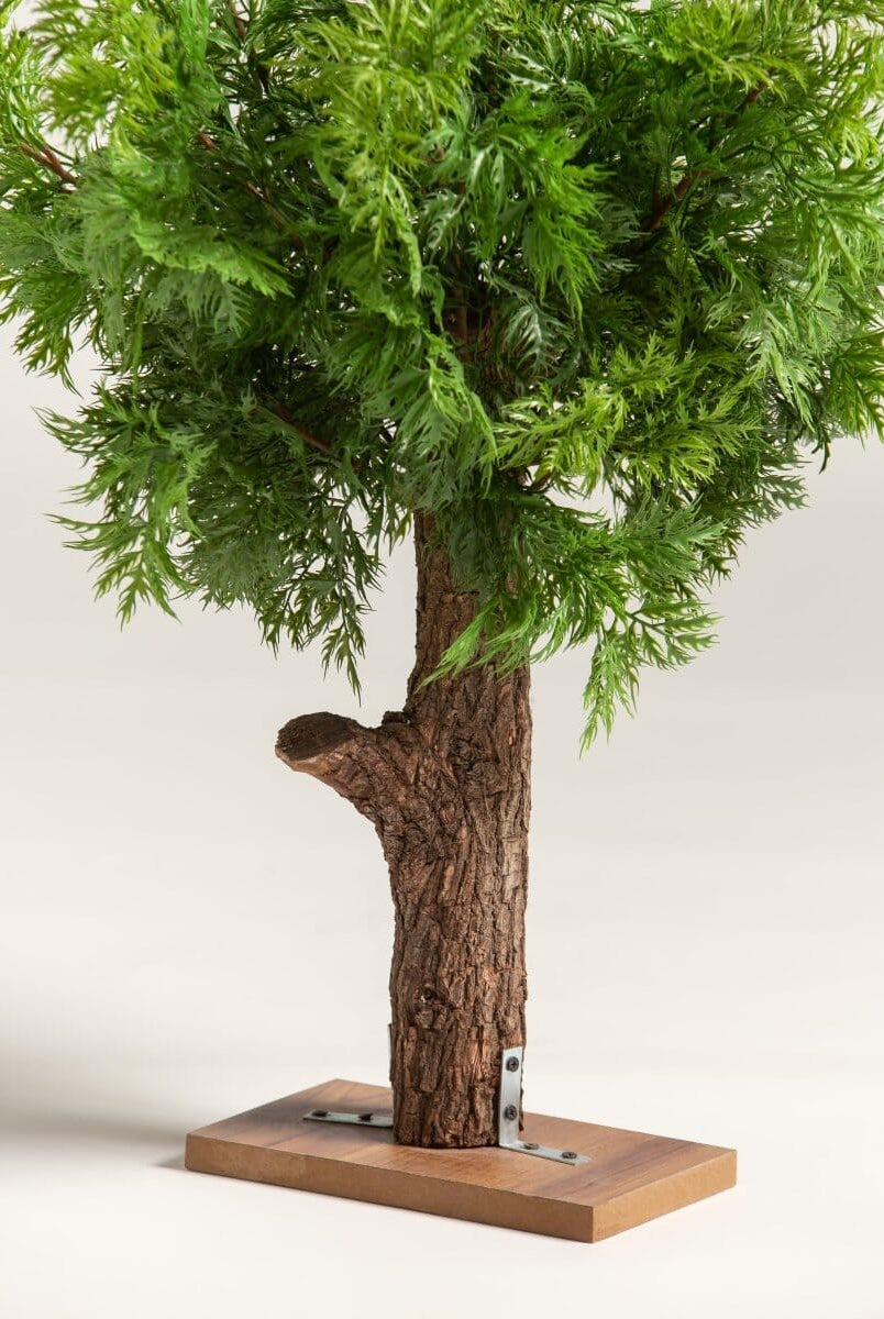 Chamaecyparis Obtusaificial Plant