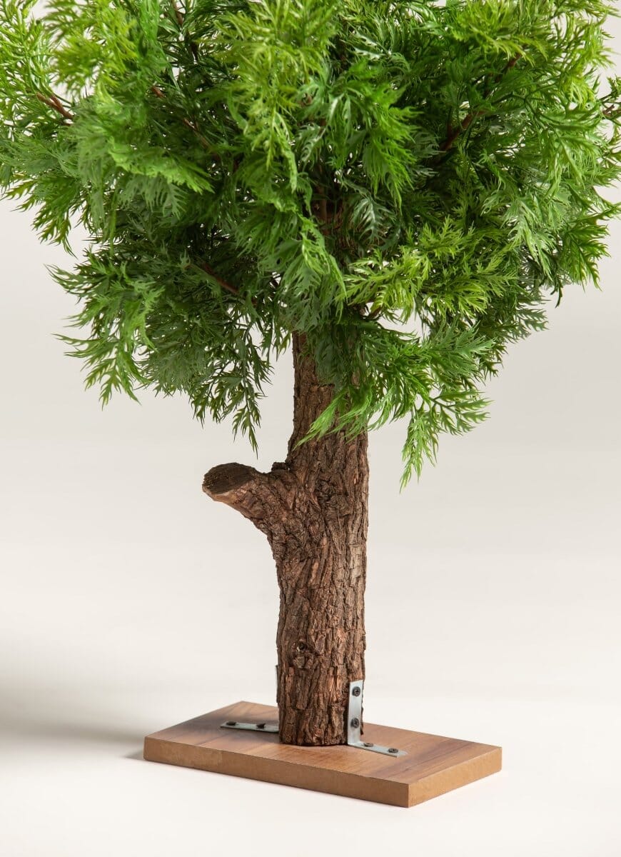 Chamaecyparis Obtusaificial Plant