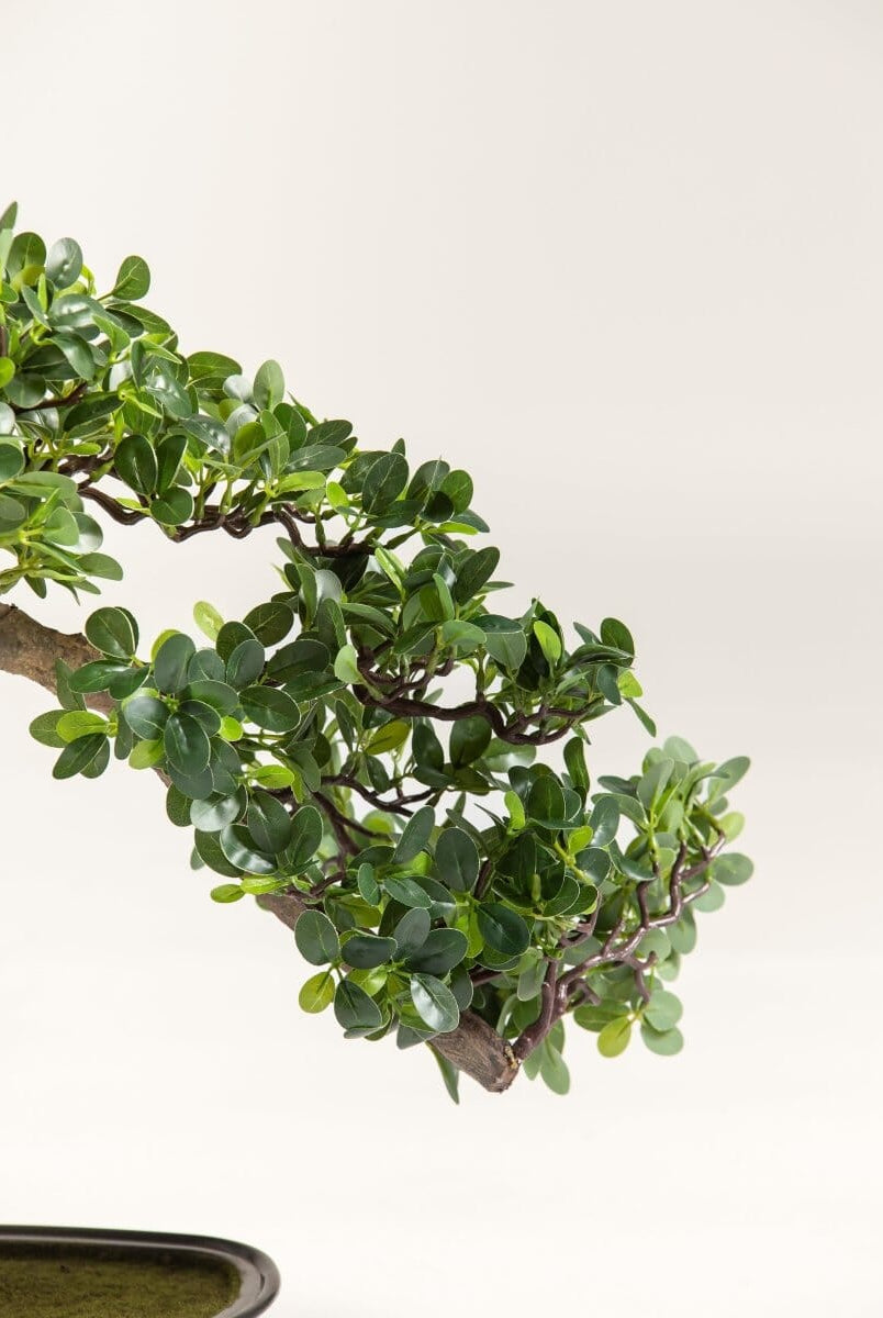 Ficus Microcarpa Bonsaiificial Plant (Pot not included)
