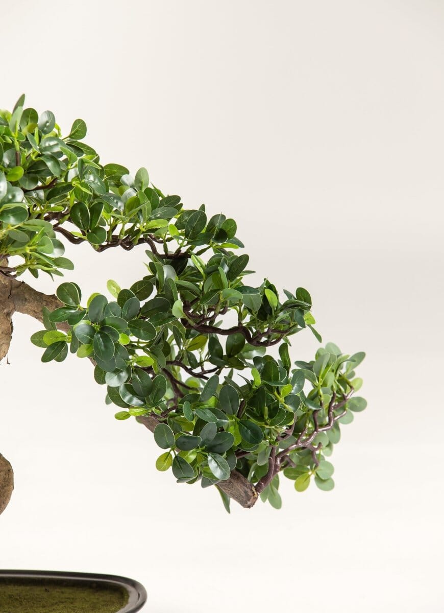 Ficus Microcarpa Bonsaiificial Plant (Pot not included)