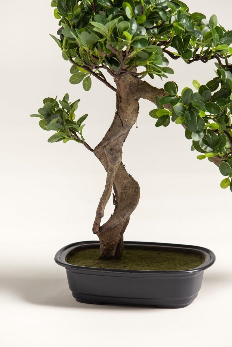 Ficus Microcarpa Bonsaiificial Plant (Pot not included)