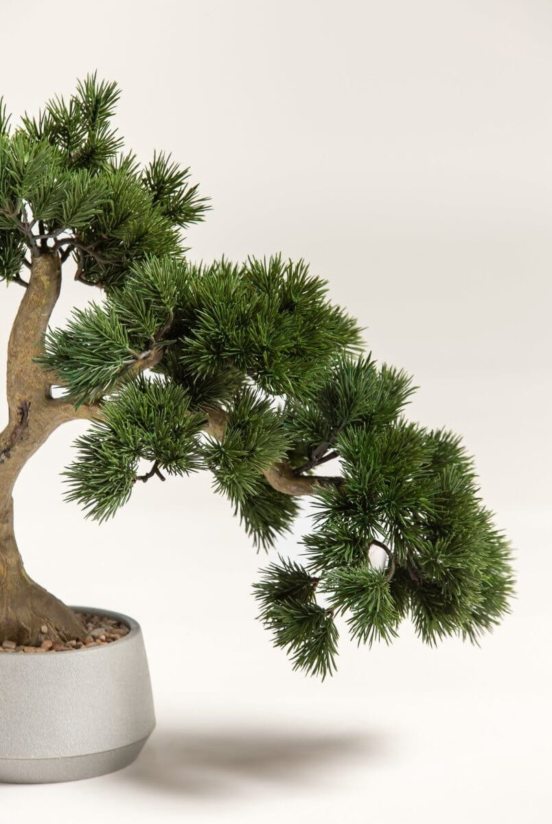 Pinus Thunbergii Bonsaiificial Plant