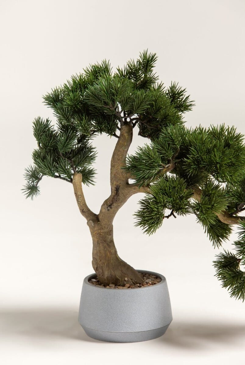 Pinus Thunbergii Bonsaiificial Plant