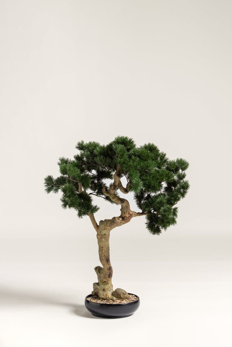 Pinus Mugo Bonsaiificial Plant