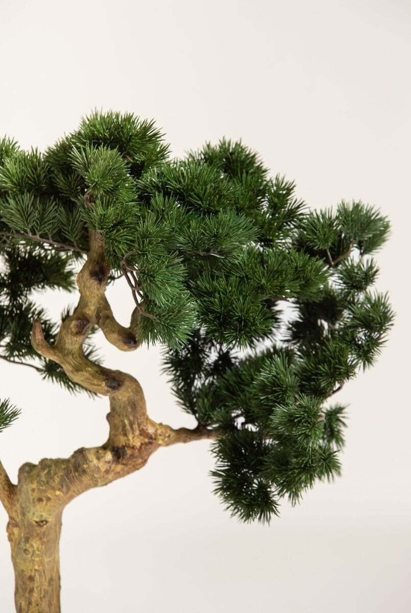 Pinus Mugo Bonsaiificial Plant