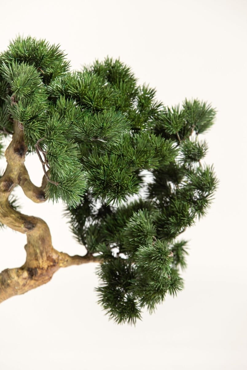 Pinus Mugo Bonsaiificial Plant