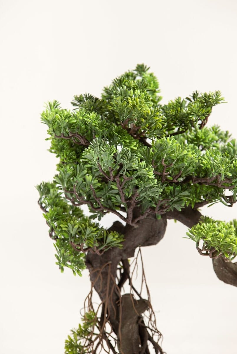 Podocarpus Macrophyllus Bonsaiificial Plant