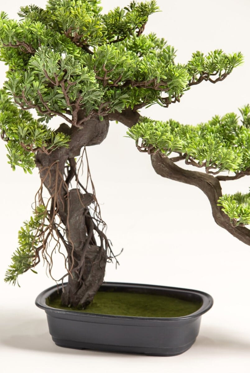 Podocarpus Macrophyllus Bonsaiificial Plant