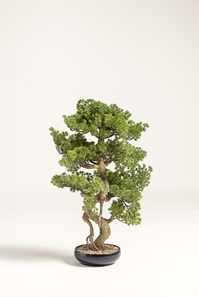 Pinus Thunbergii Bonsaiificial Plant II