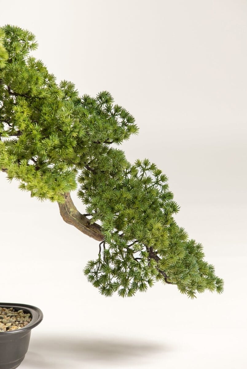 Juniperus Procumbens Bonsaiificial Plant