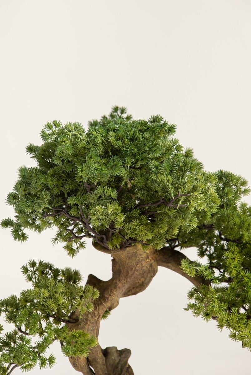 Juniperus Procumbens Bonsaiificial Plant