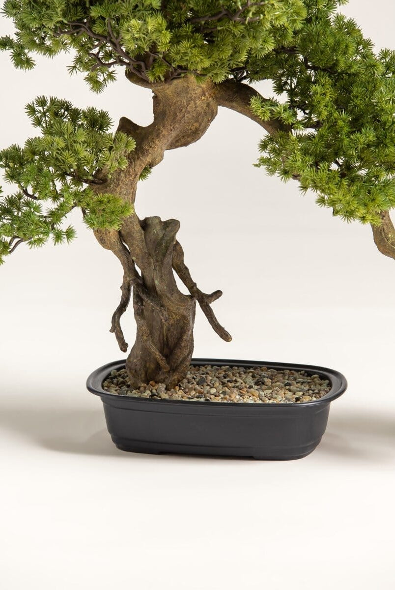 Juniperus Procumbens Bonsaiificial Plant