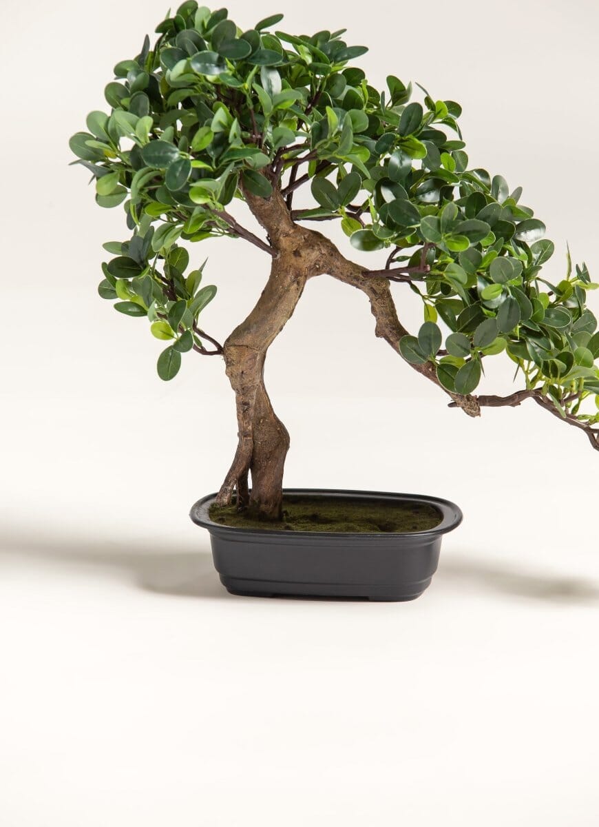 Ficus Microcarpa Bonsaiificial Plant II