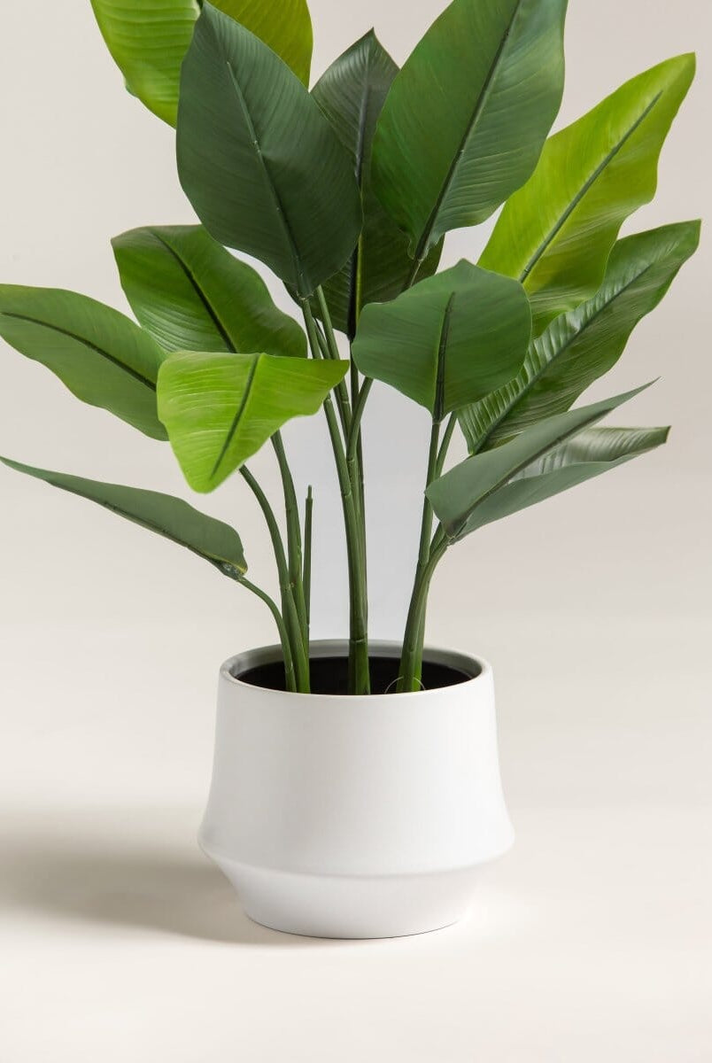 Strelitzia Nicolaiificial Plant II (Pot not included)