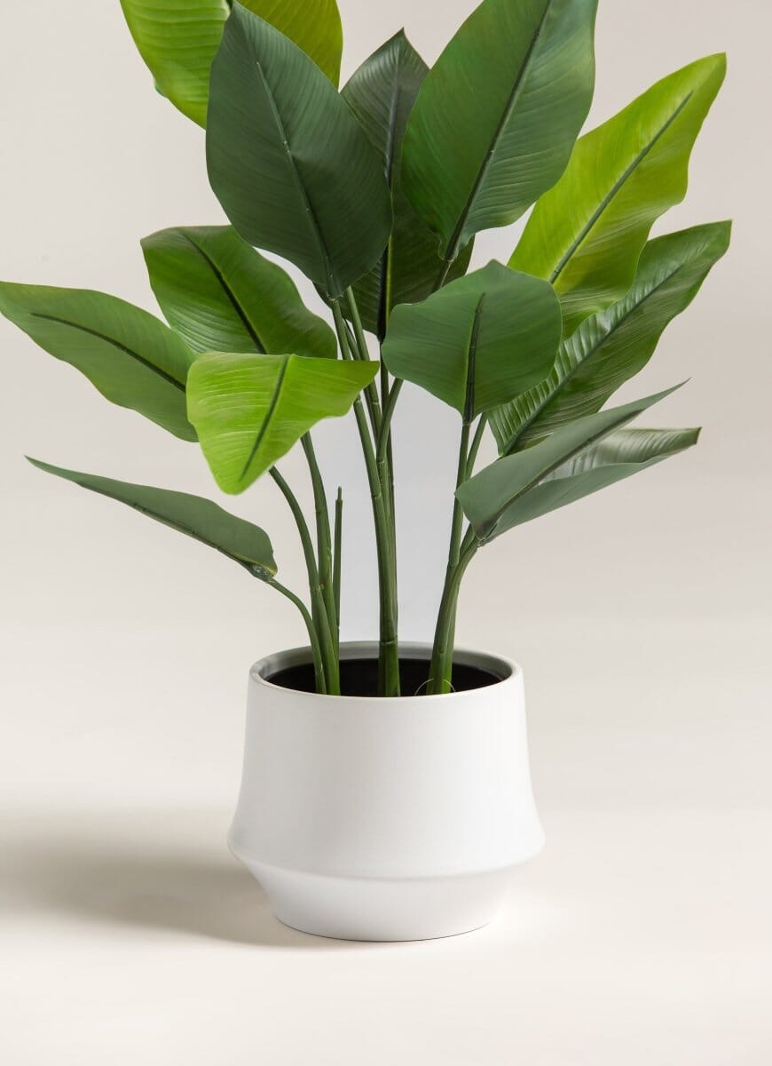 Strelitzia Nicolaiificial Plant II (Pot not included)