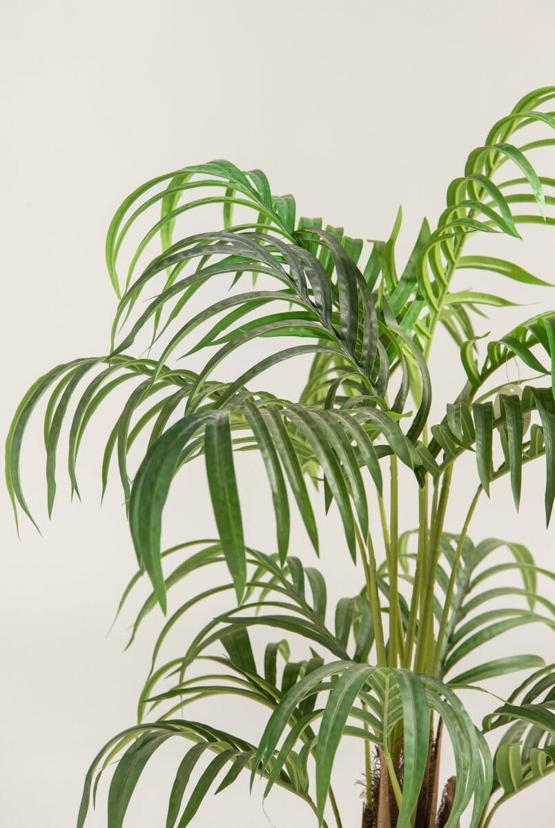 Dypsis Lutescensificial Plant (Pot not included)