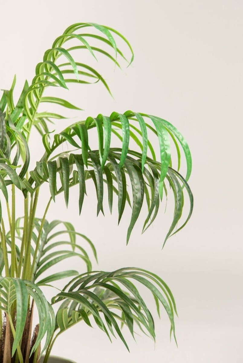 Dypsis Lutescensificial Plant (Pot not included)