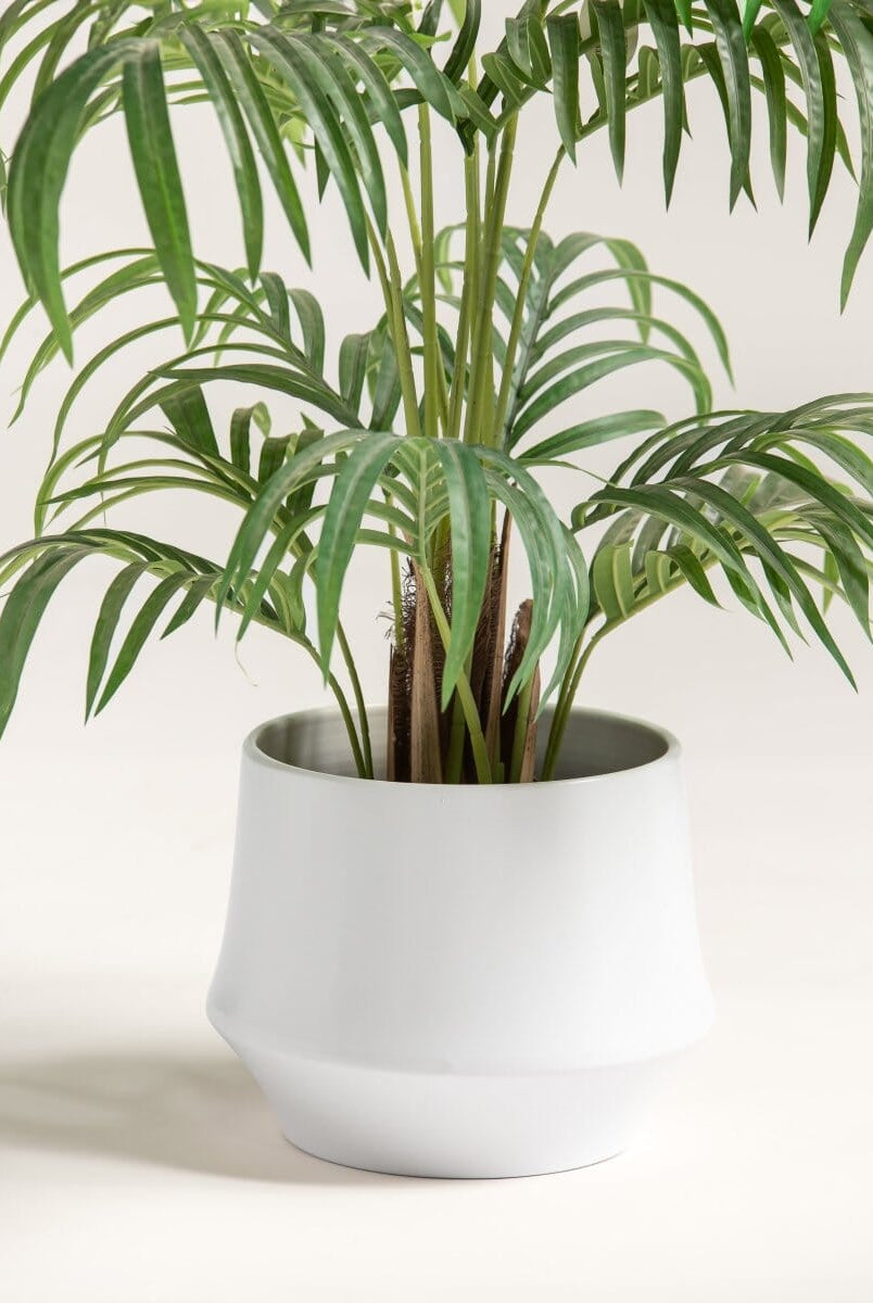 Dypsis Lutescensificial Plant (Pot not included)