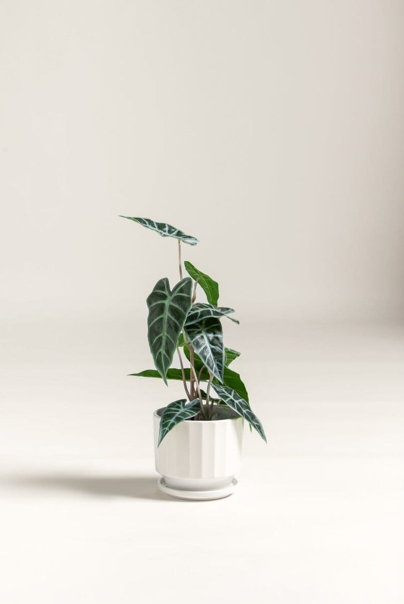 Alocasia Amazonica Artificial Plant