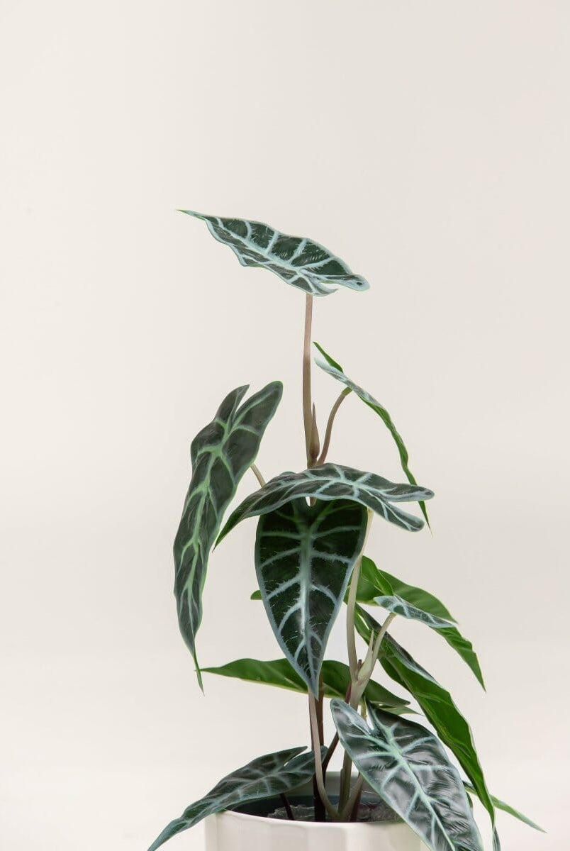 Alocasia Amazonicaificial Plant (Pot not included)