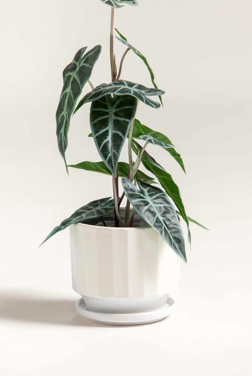 Alocasia Amazonicaificial Plant (Pot not included)