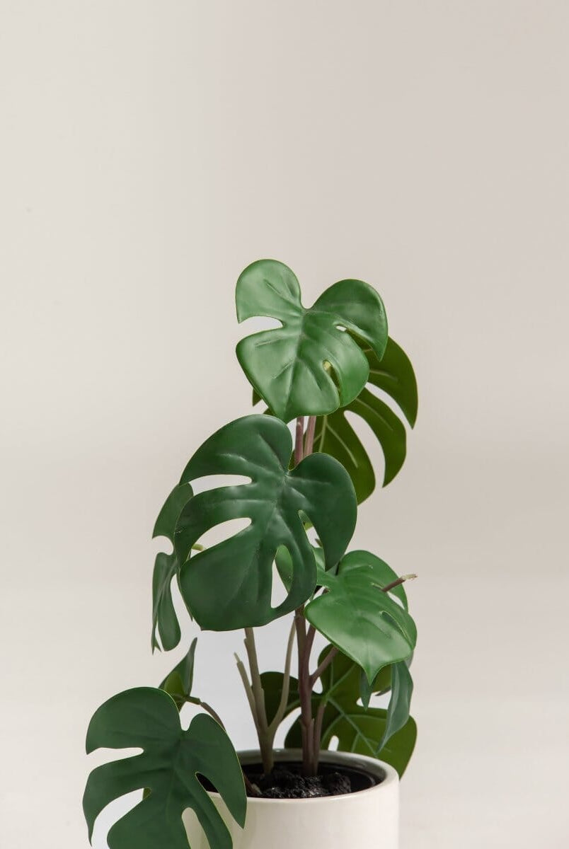 Monstera Deliciosaificial Plant (Pot not included)