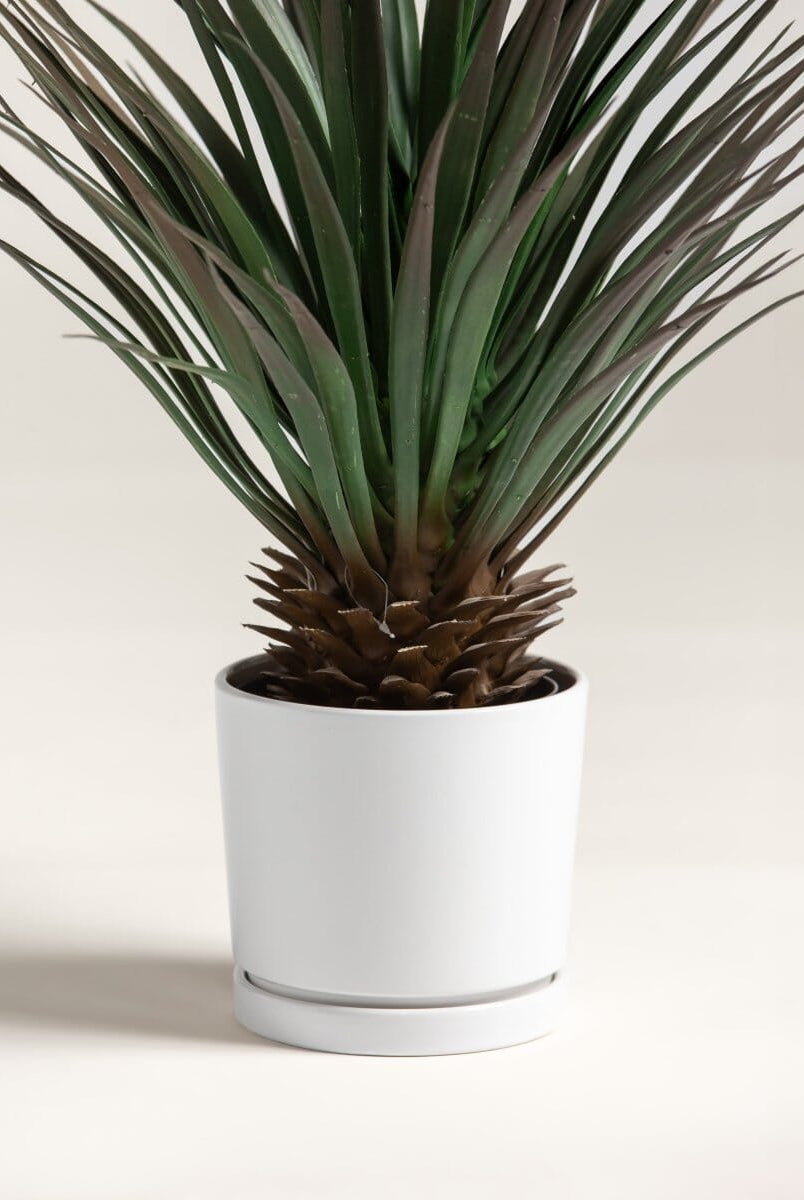 Yucca Gloriosaificial Plant (Pot not included)