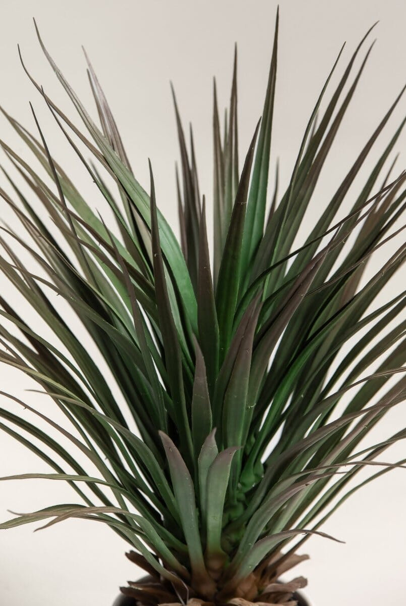 Yucca Gloriosaificial Plant (Pot not included)